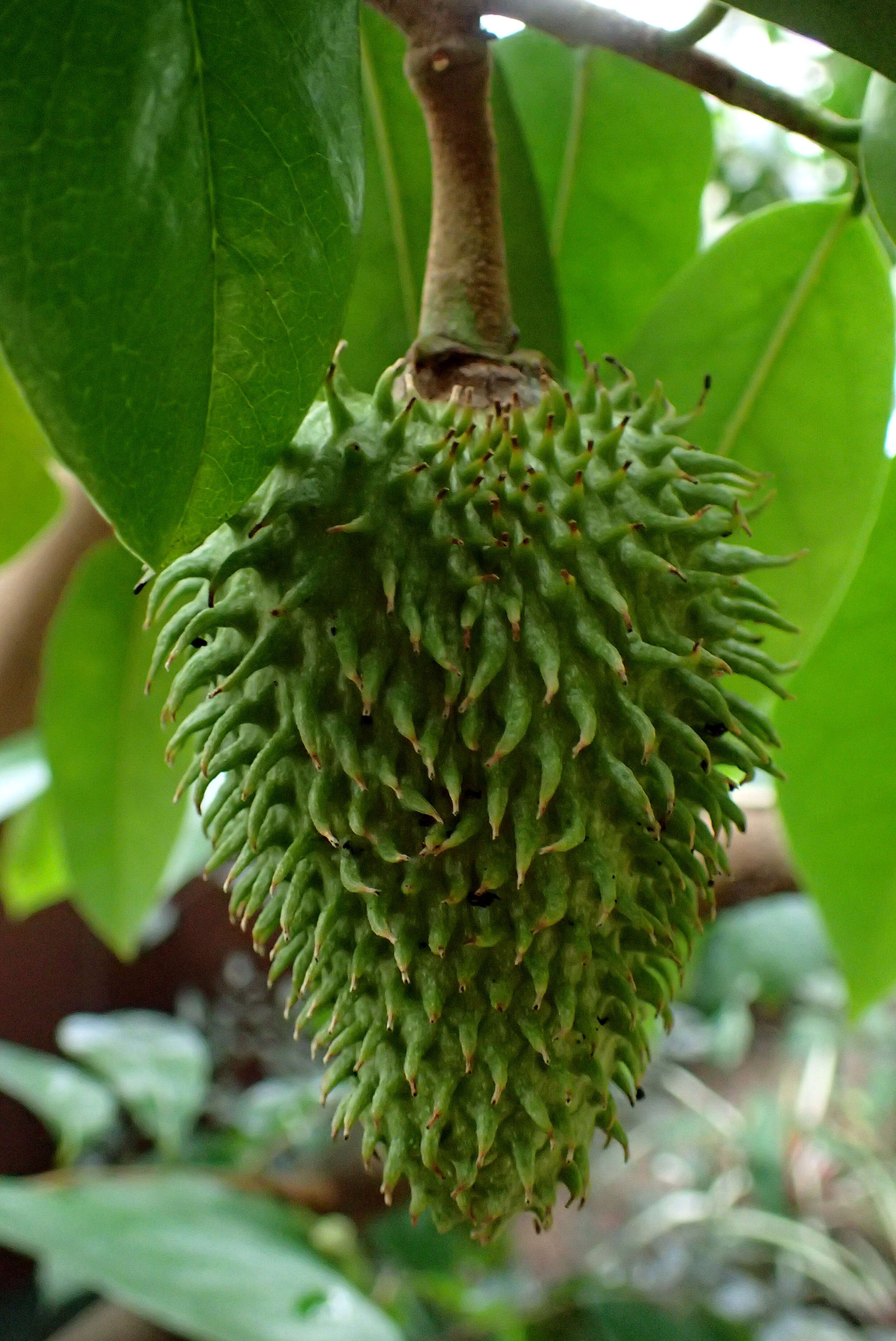 Image of soursop