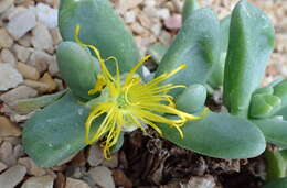 Image of Glottiphyllum oligocarpum L. Bol.