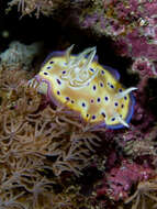 Image of Purple spot skirt lifter slug