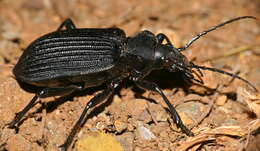 Image of Calosoma (Ctenosta) planicolle Chaudoir 1869