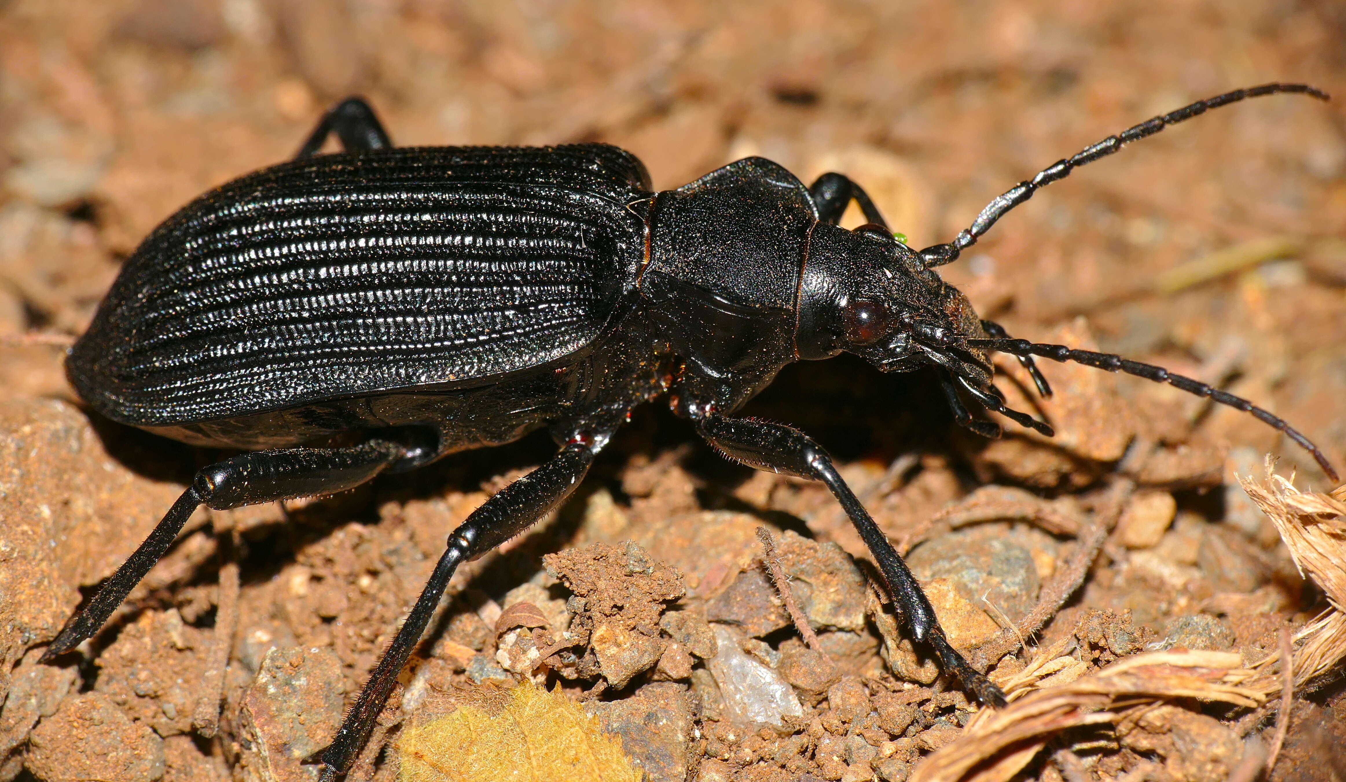 Image of Calosoma (Ctenosta) planicolle Chaudoir 1869