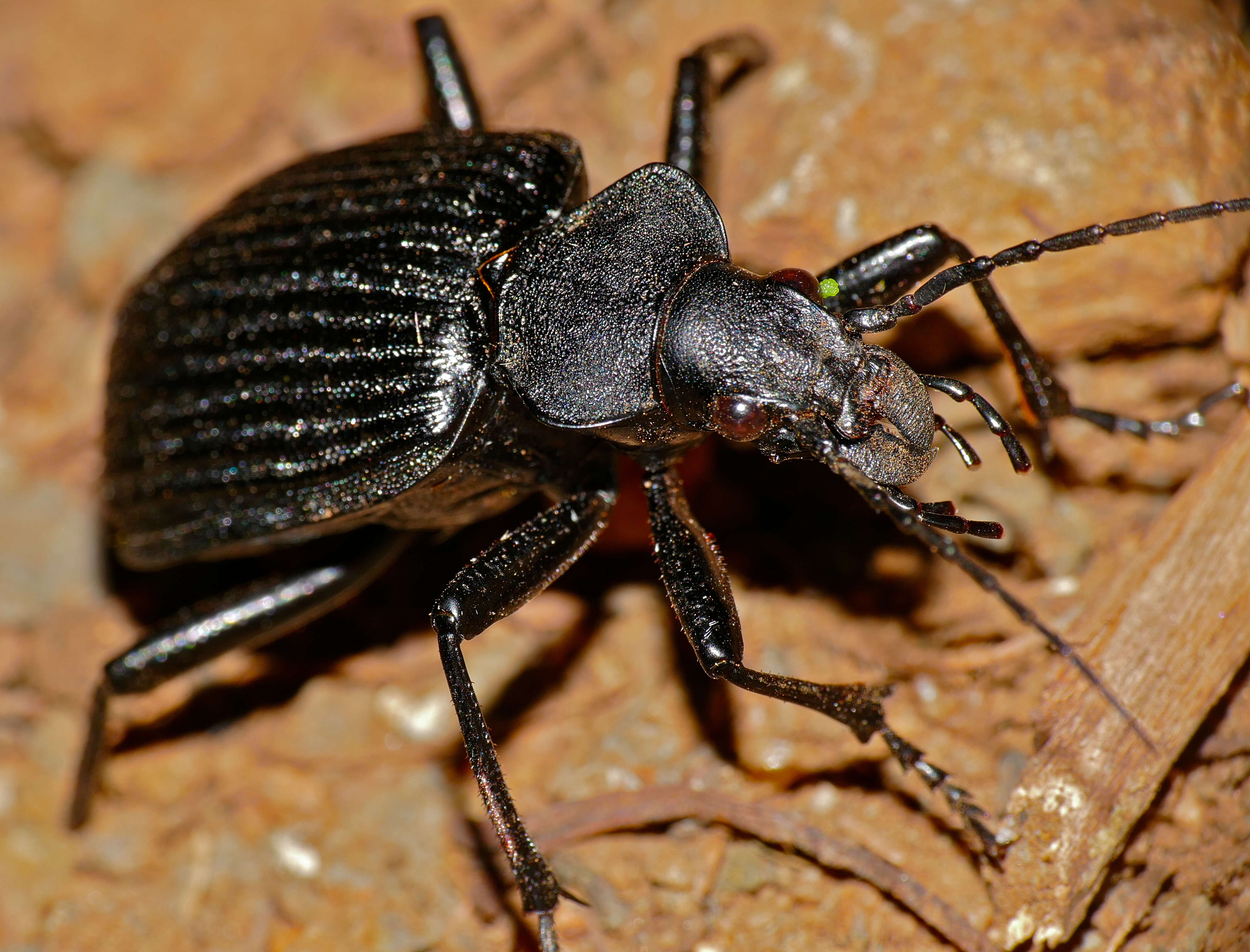 Image of Calosoma (Ctenosta) planicolle Chaudoir 1869