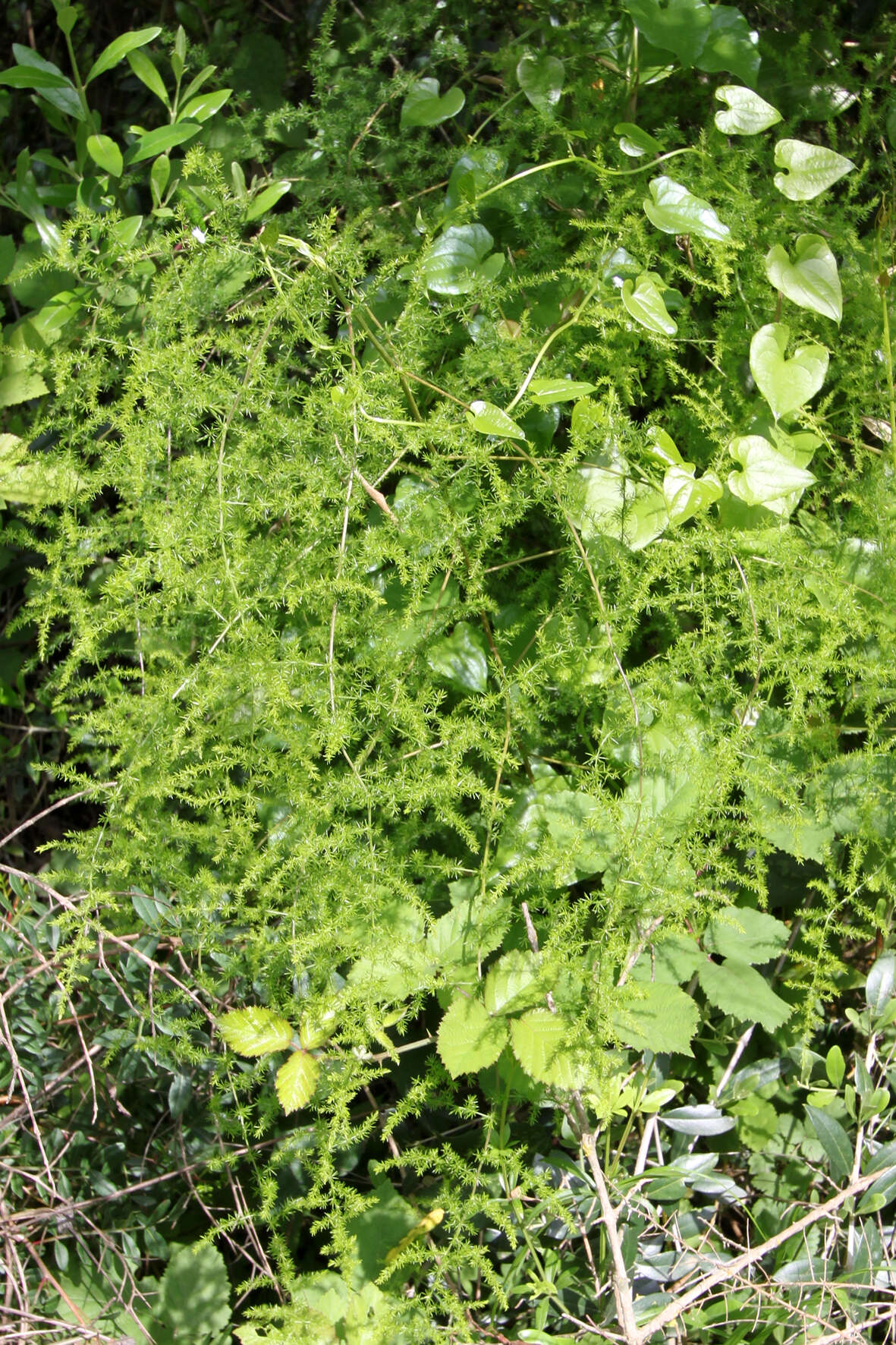 Image of Spiny Asparagus