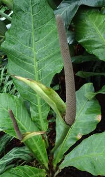 Image of Anthurium acaule (Jacq.) Schott