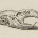Plancia ëd Microtus gregalis (Pallas 1779)