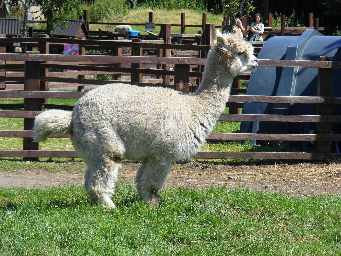 Image of Alpaca