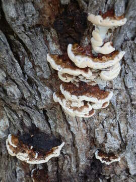 Image of Ganoderma sessile Murrill 1902