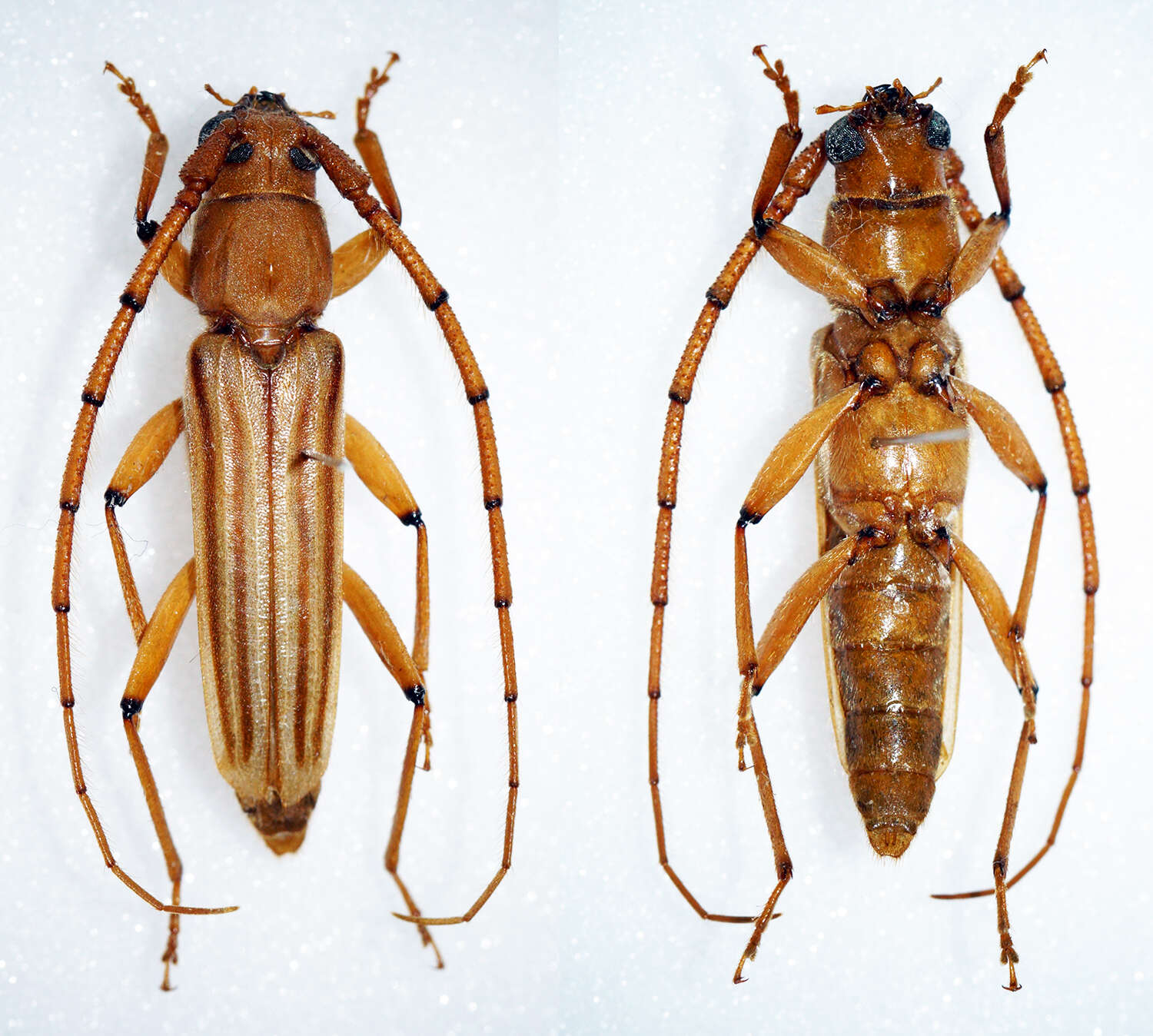 صورة Malacopterus