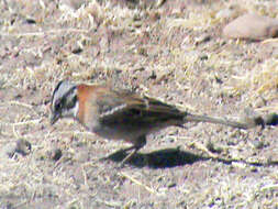 Image of Rufous-collared Sparrow