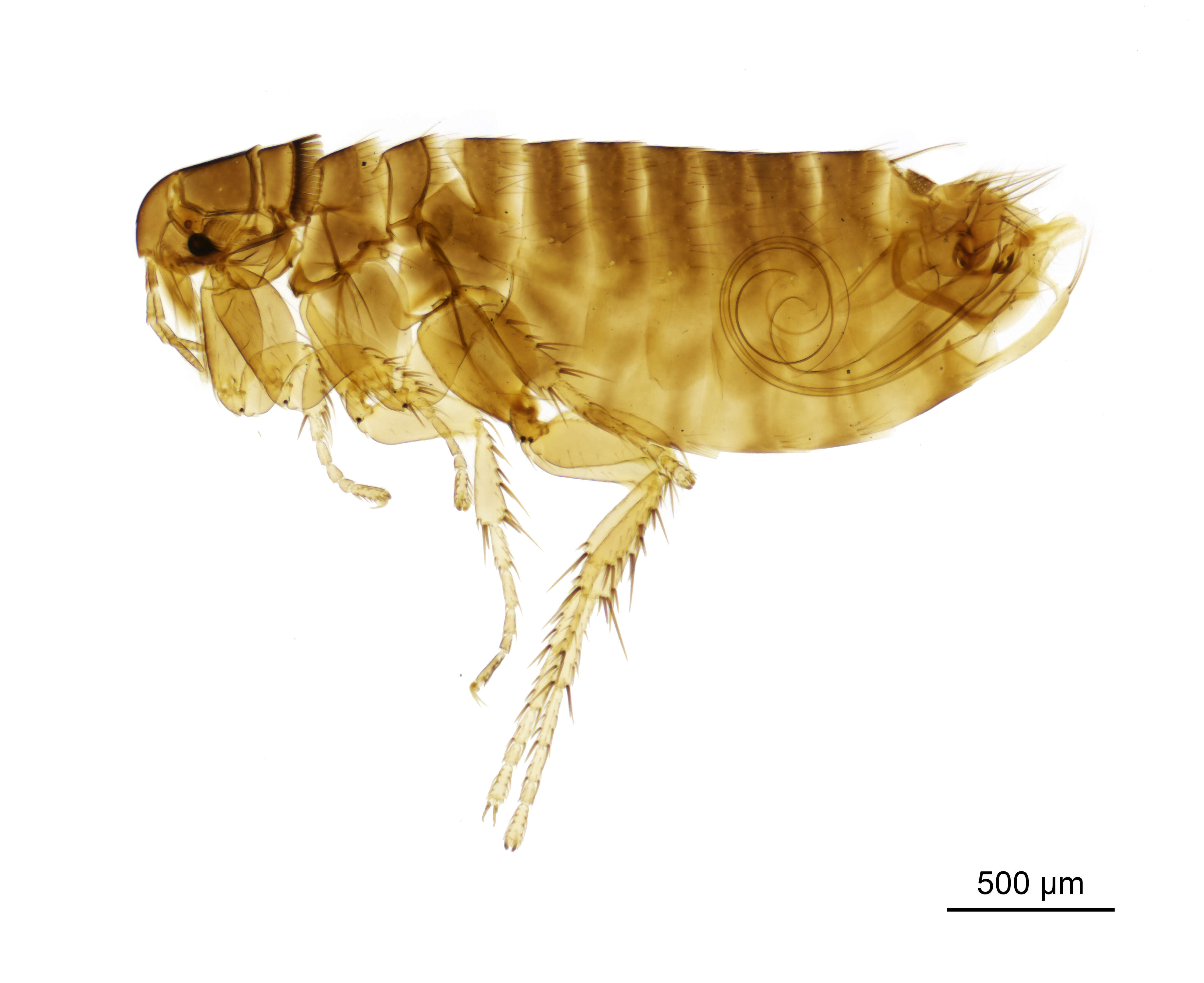 Image of Hen flea