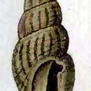 Image of Bela erosa (Schrenck 1861)