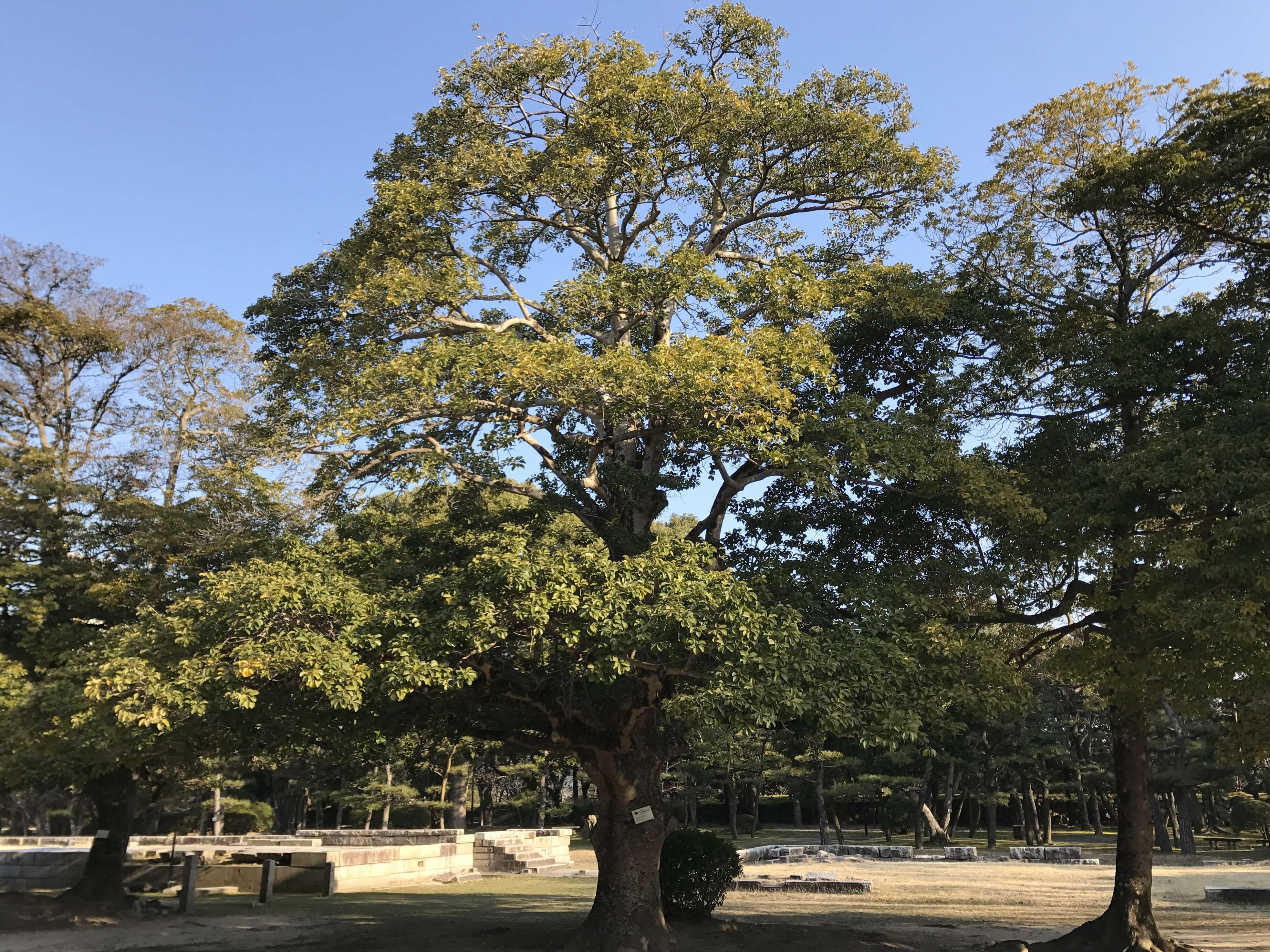 Image of Kurogane holly