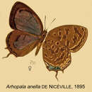 Image of Arhopala anella (De Nicéville 1895)