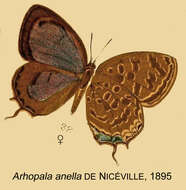 Plancia ëd Arhopala anella (De Nicéville 1895)