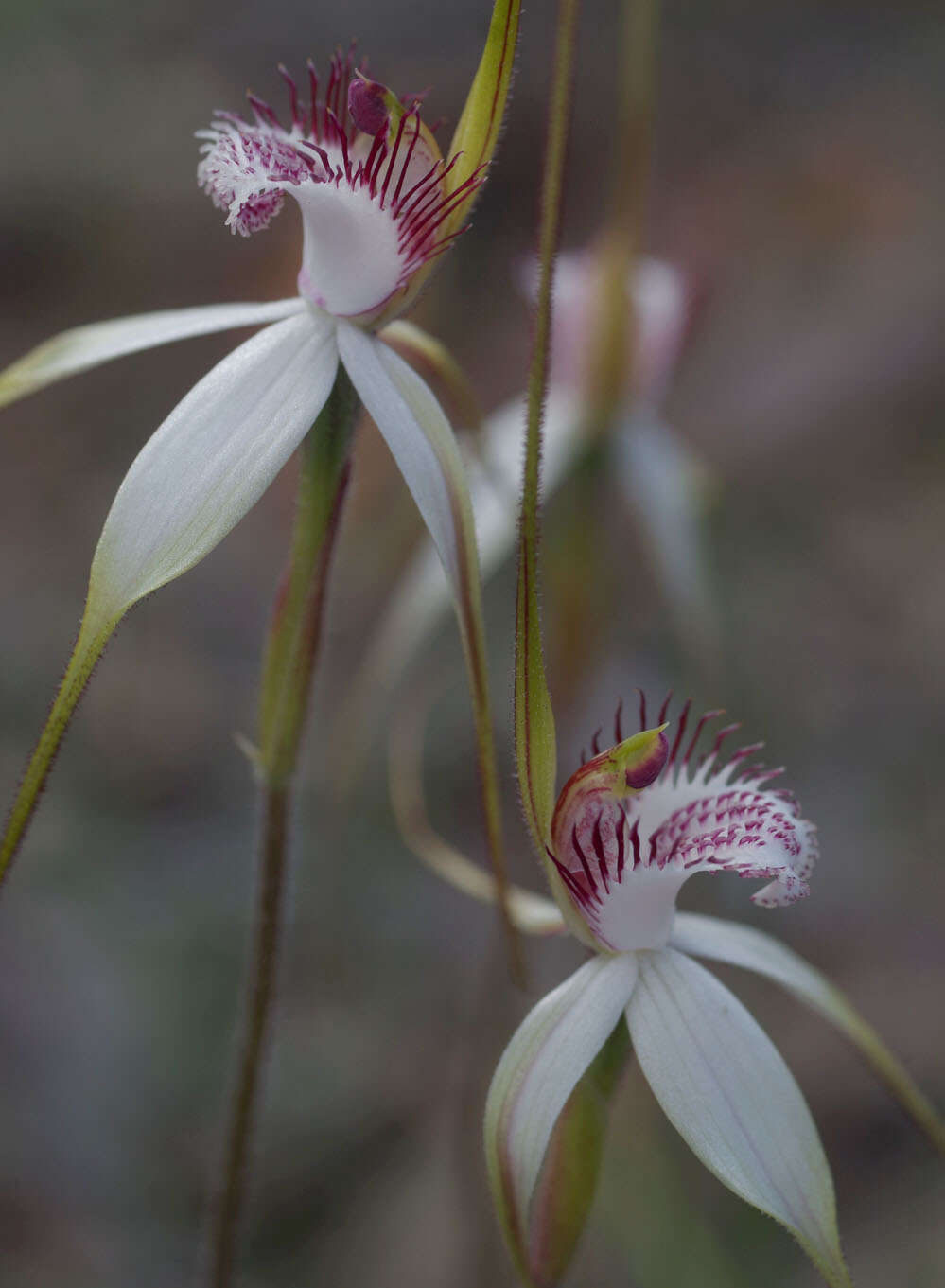 Image of Stark white spider orchid