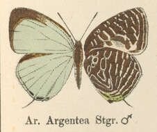 Image of Arhopala argentea Staudinger (1888)