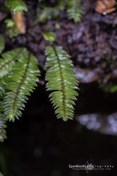 Image of Cyathophorum