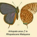 Image of Arhopala aroa (Hewitson (1863))