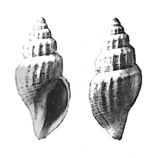 Image of Propebela harpularia (Couthouy 1838)