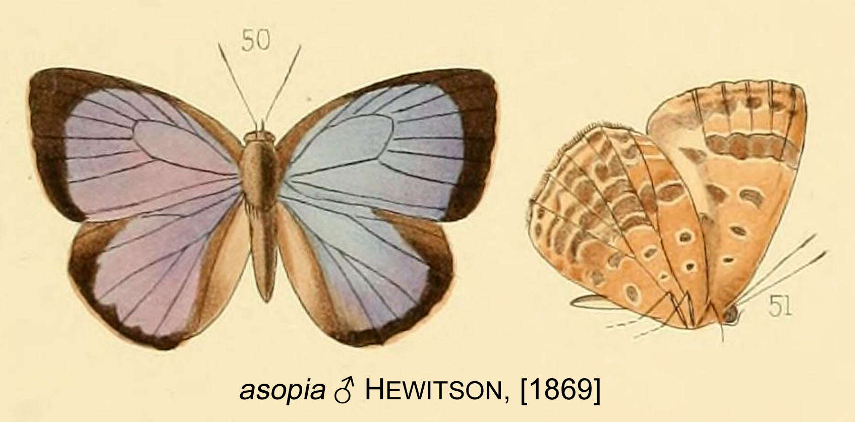 Plancia ëd Arhopala asopia (Hewitson (1869))