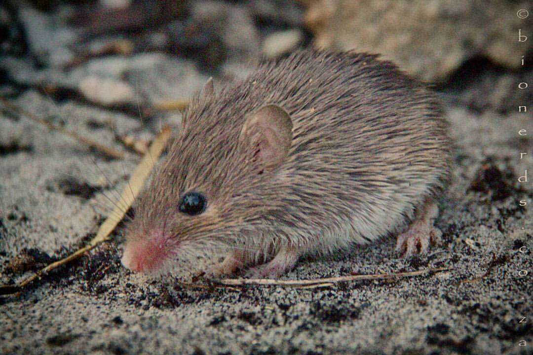 Image of Cape Spiny Mouse