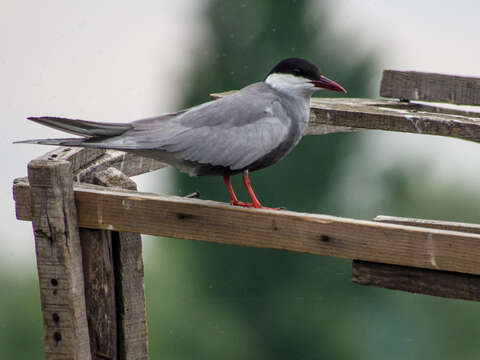 Image of Whiskered Tern