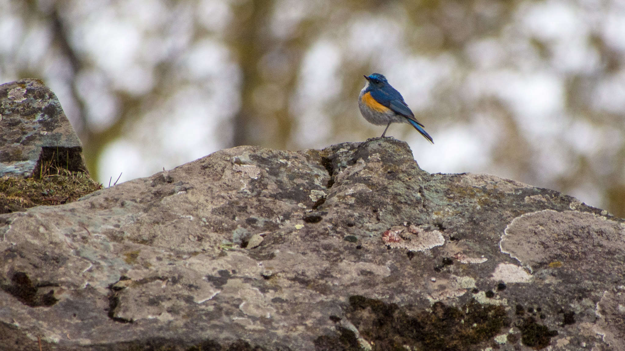 Image de Robin de l’Himalaya