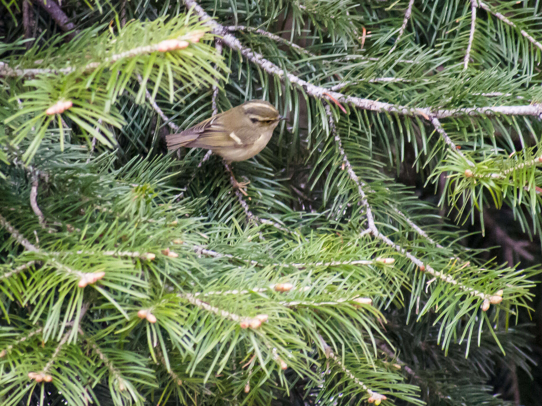 Phylloscopus chloronotus (Gray, JE, Gray & GR 1847) resmi