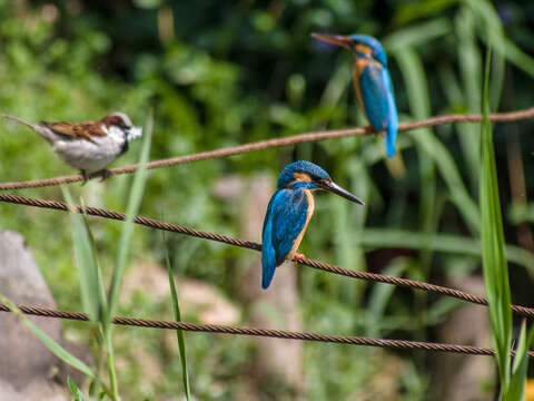 Image of Common Kingfisher