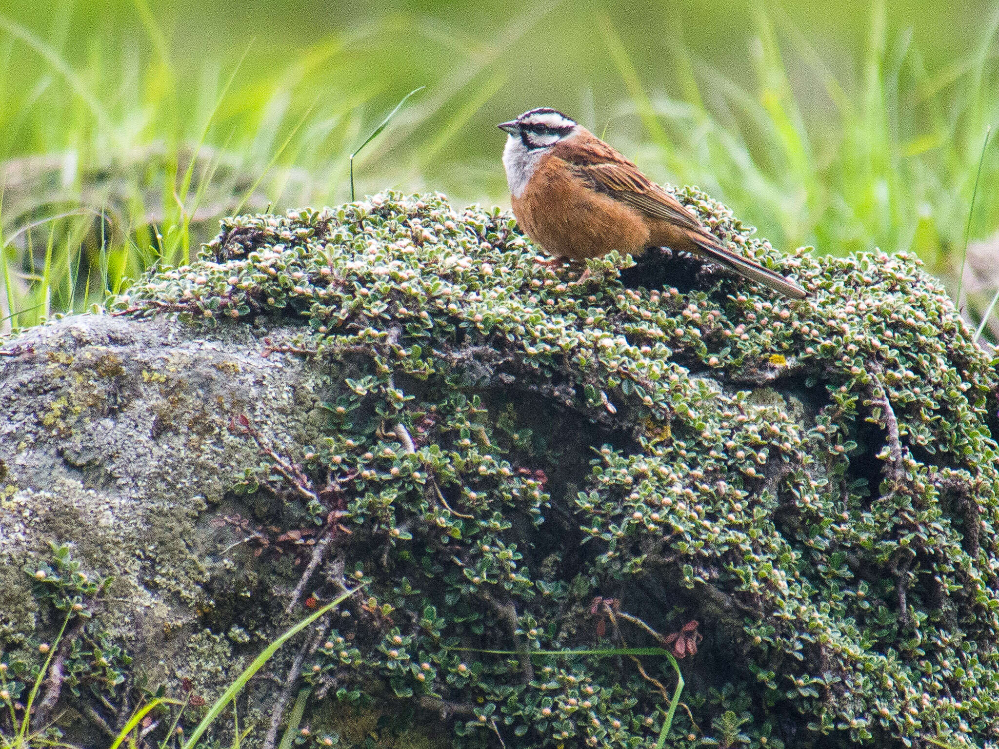 Image of European Rock Bunting