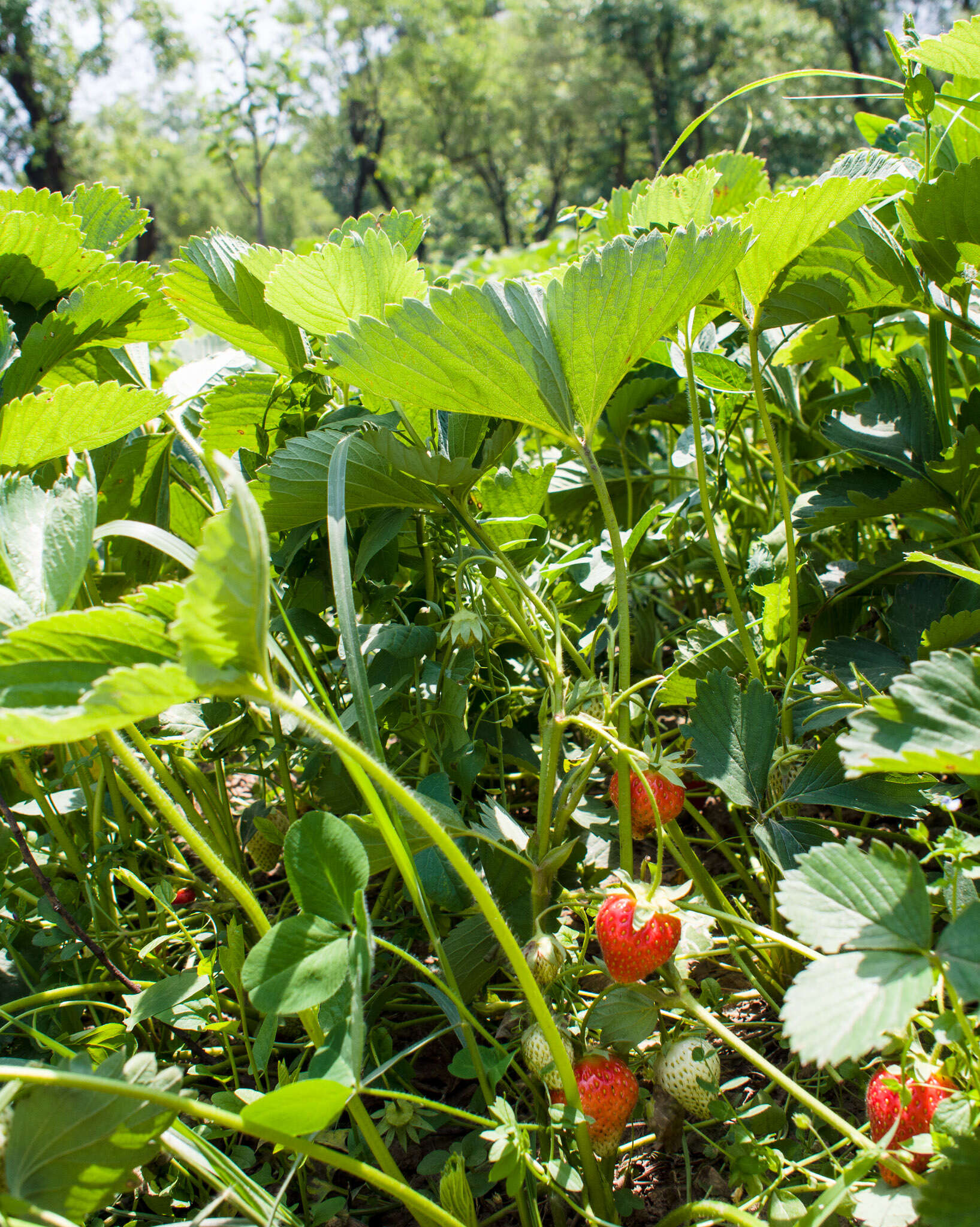 Image of Garden strawberry