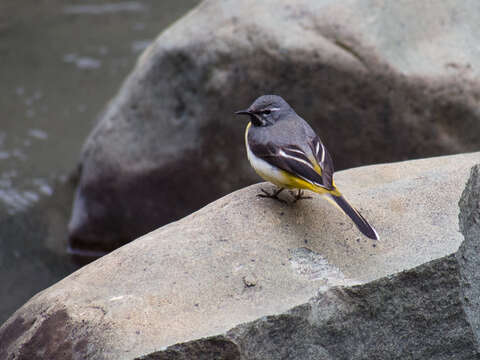 Image of Grey Wagtail