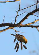 Image of American Goldfinch