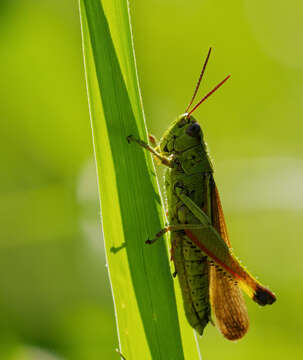 Image of Large marsh grasshopper