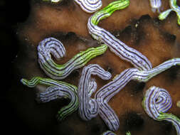 Image of Lampert's Sea Cucumber