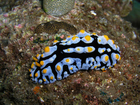 Image of Lumpy black bluegrey orange slug