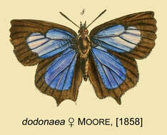 Image of Amblypodia dodonaea