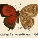 Image de Arhopala dohertyi Bethune-Baker 1903