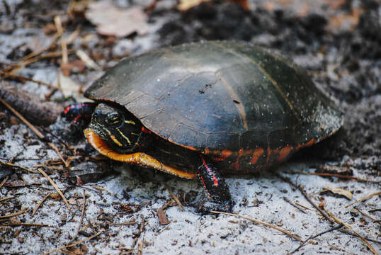 Image of Eastern Painted Turtle