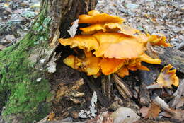 Image of Omphalotus illudens (Schwein.) Bresinsky & Besl 1979