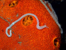 Image of Lampert's Sea Cucumber