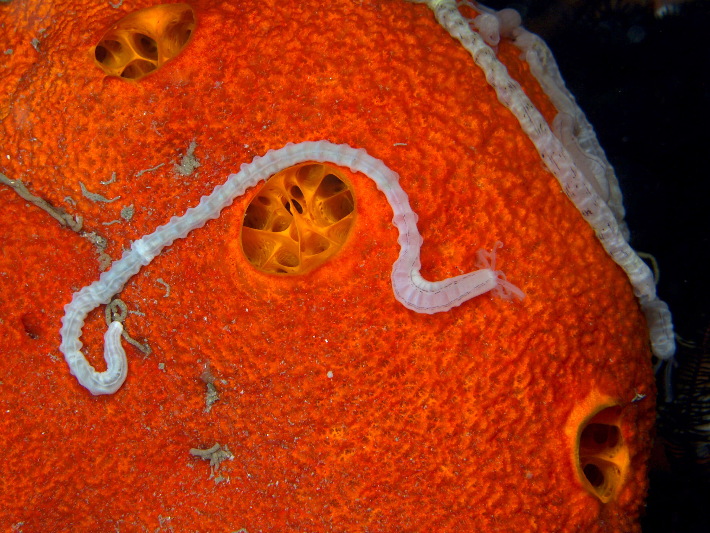 Image of Lampert's Sea Cucumber