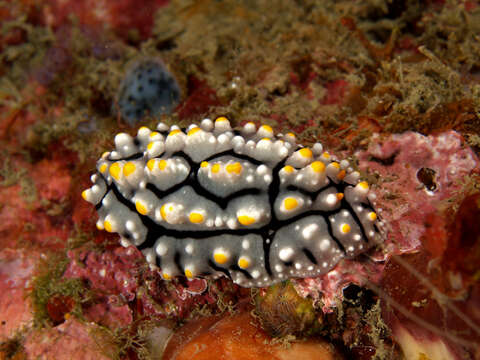 Image of Lumpy black grey orange slug