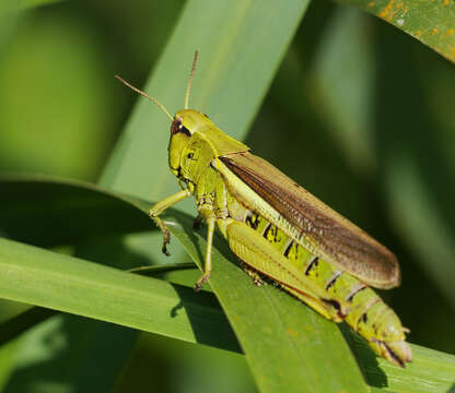 Image of Large marsh grasshopper