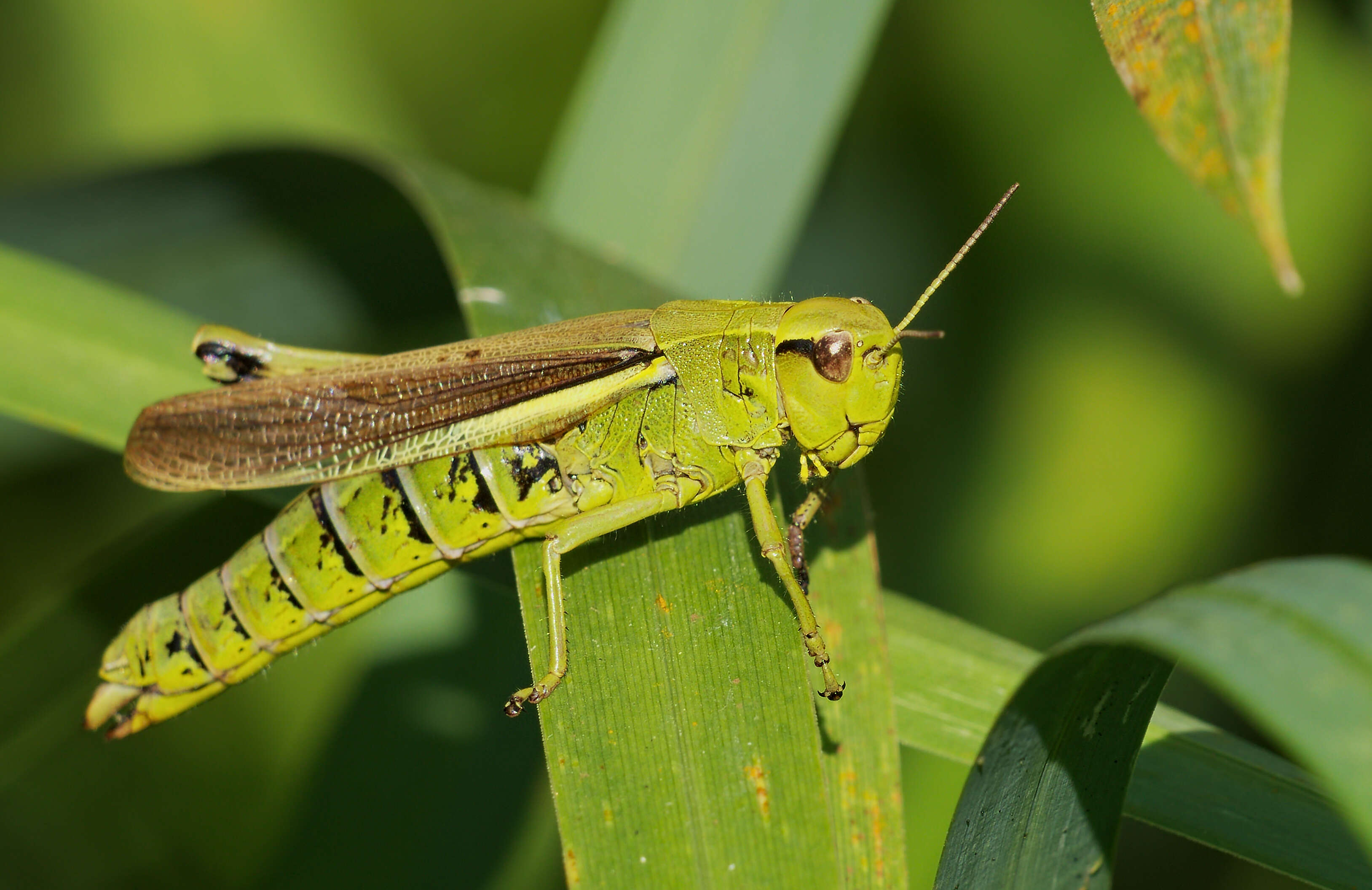 Image of Large marsh grasshopper