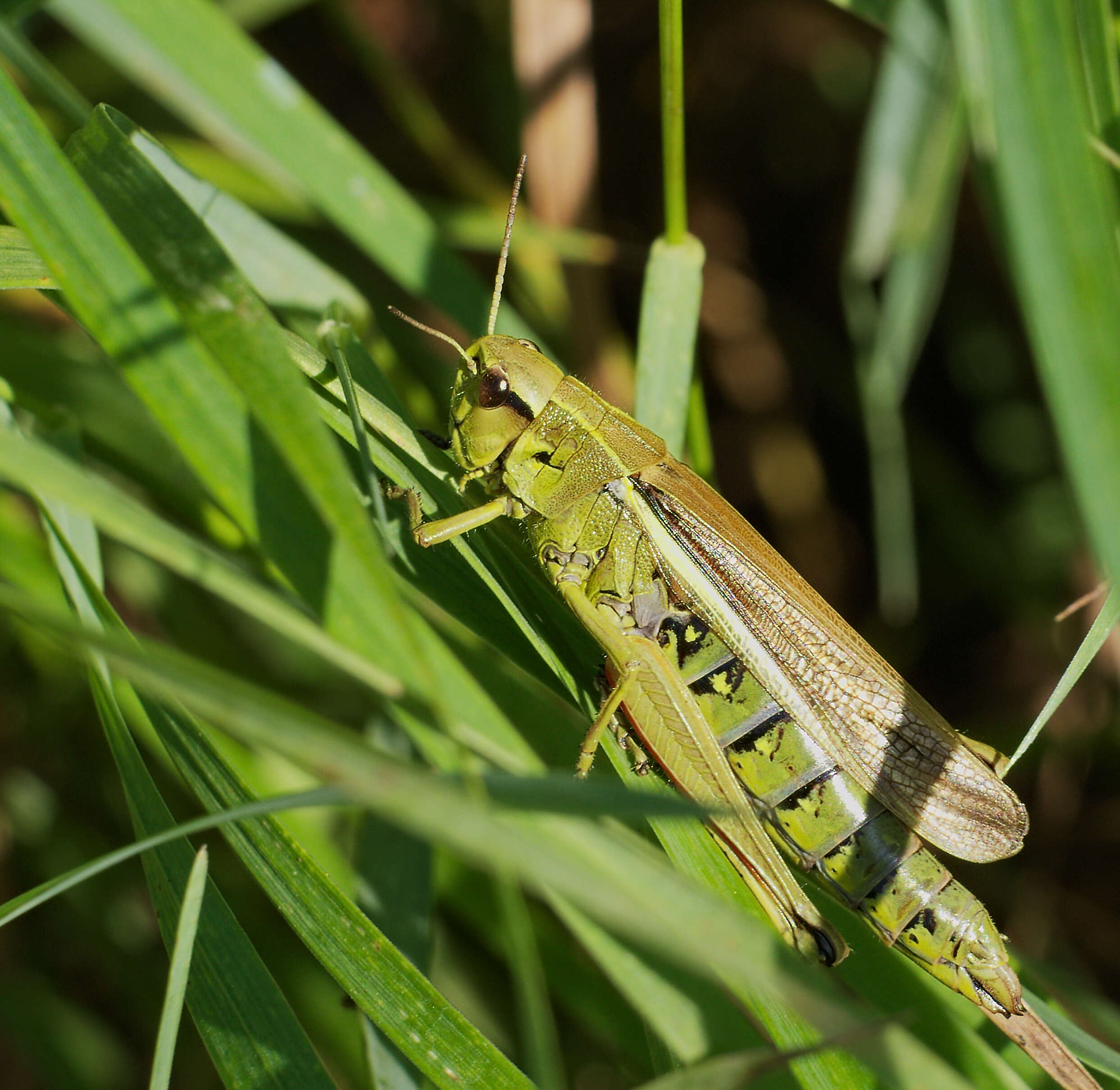 Image of Large marsh grasshopper