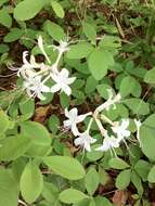 Image of dwarf azalea