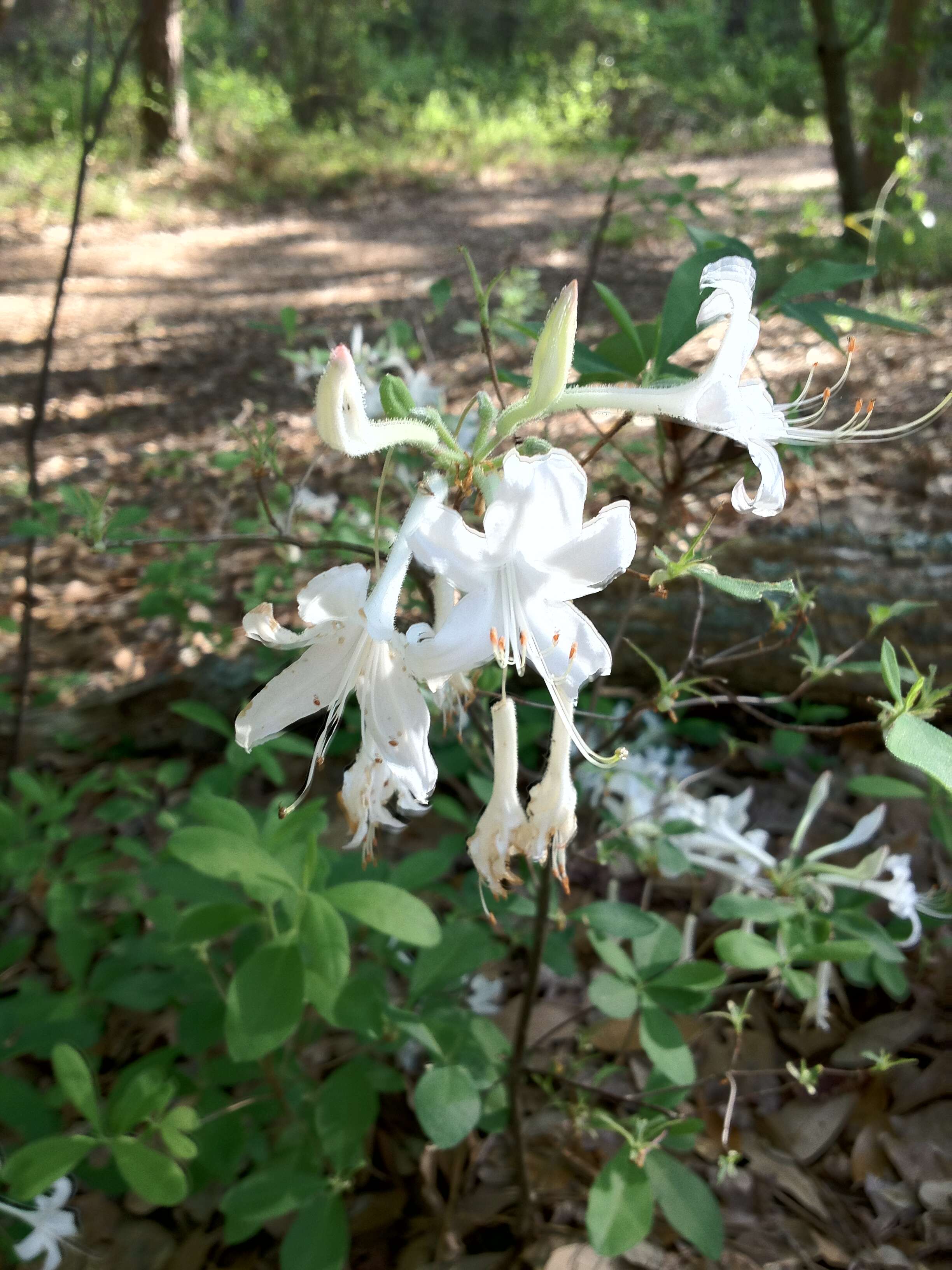 Image of dwarf azalea