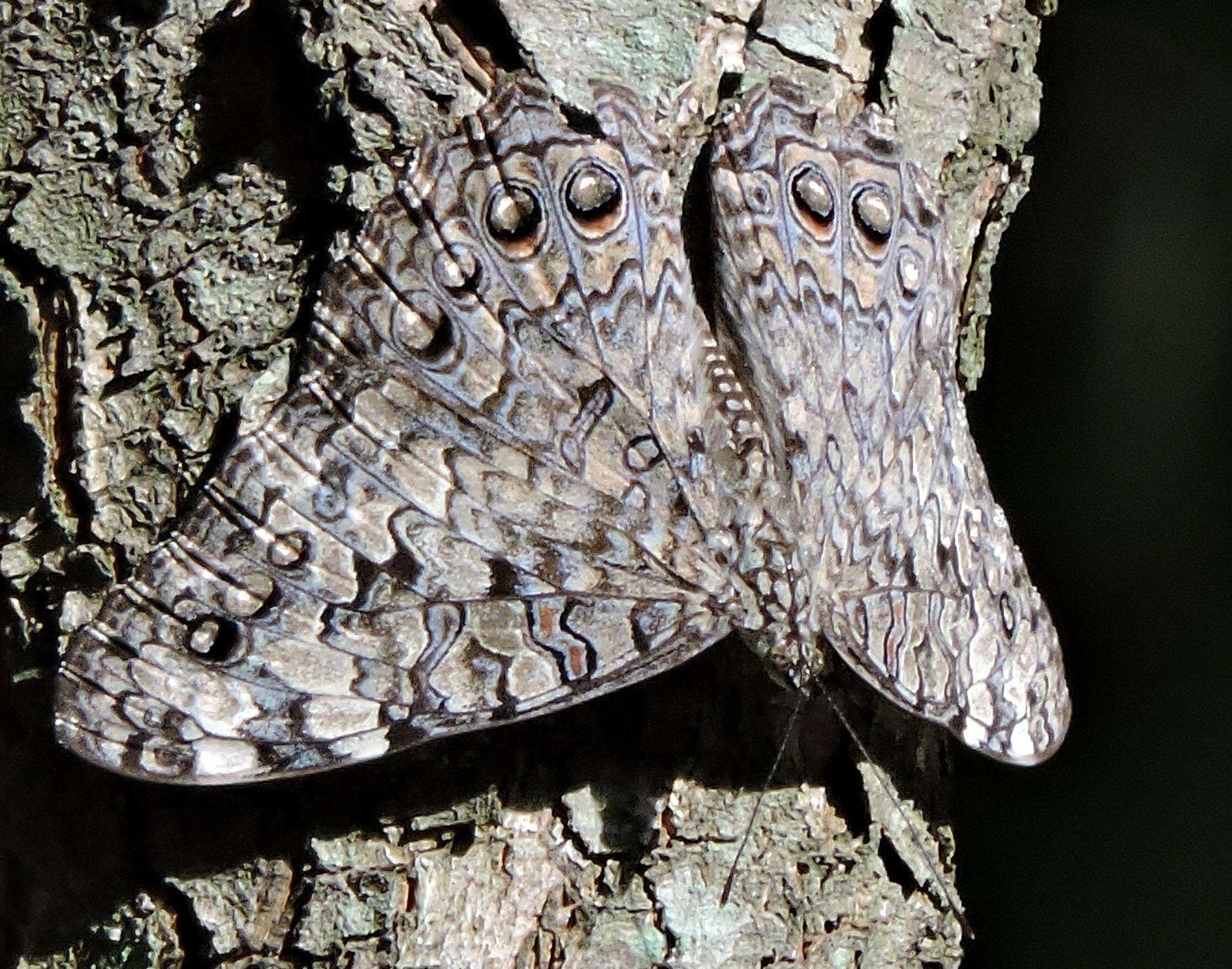 Image of Gray Cracker