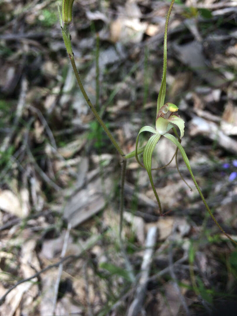 Image of Frail spider orchid